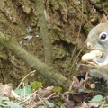 20160402 Eekhoorn Boefke in actie in het Leeuwarder Bos (2016)