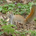 20160402 Eekhoorn Boefke in actie in het Leeuwarder Bos (2016)