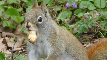 20160402 Eekhoorn Boefke in actie in het Leeuwarder Bos (2016)