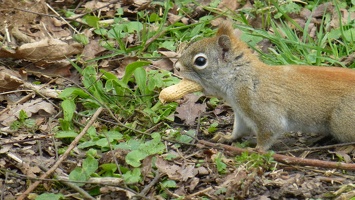 20160402 Eekhoorn Boefke in actie in het Leeuwarder Bos (2016)