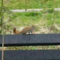 20160402 Eekhoorn Boefke in actie in het Leeuwarder Bos (2016)