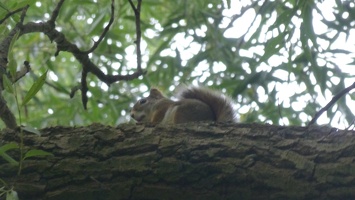 20201010 Eekhoorn Boefke Leeuwarder Bos