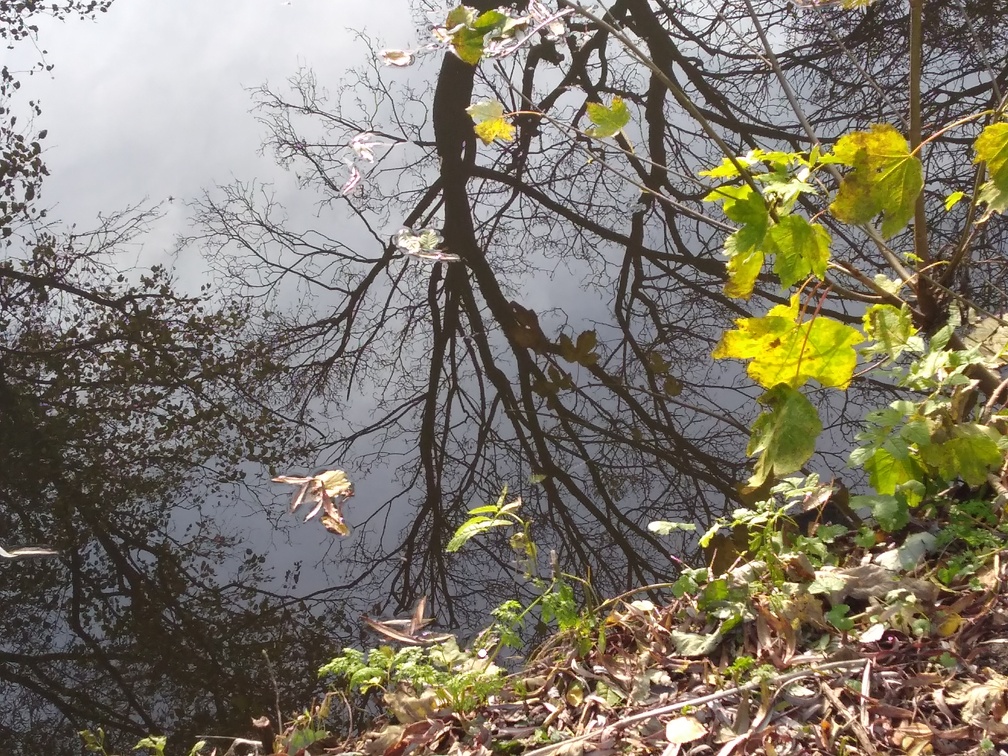 IMG_20191117_130632049.jpg