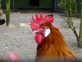 20120829  Bosje van Ypey