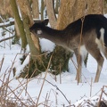 20130122 Amsterdamse wateleiding duinen, Ree