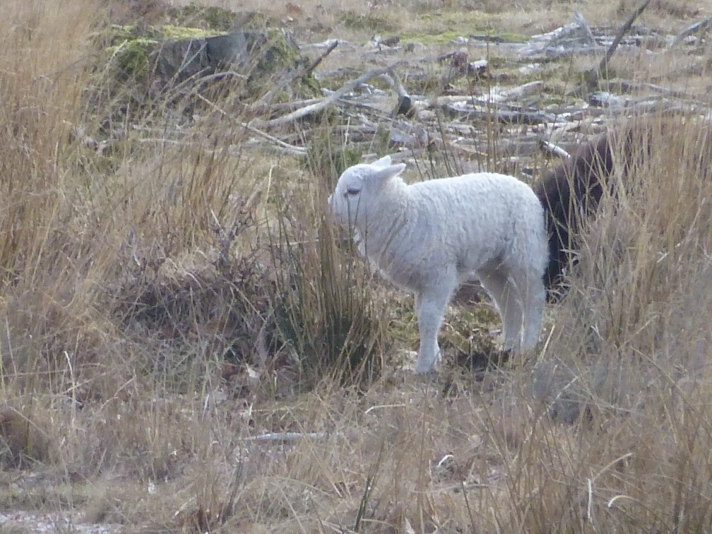 20130401_152246_357.jpg