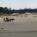 20130401 Appelscha, Kale Duinen