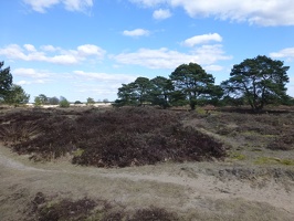 20130401  Appelscha, Kale Duinen