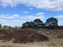 20130401  Appelscha, Kale Duinen