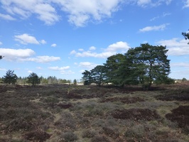 20130401 Appelscha, Kale Duinen