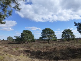20130401 Appelscha, Kale Duinen