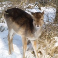 20130122 Amsterdamse Waterleiding Duinen, ree