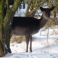 20130122 Amsterdamse Waterleiding Duinen, Ree