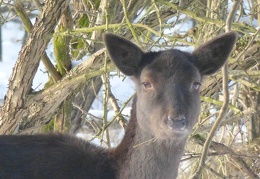s1 Amsterdamse Waterleiding Duinen Sneeuw (2019)