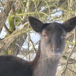 s1 Amsterdamse Waterleiding Duinen Sneeuw (2019)