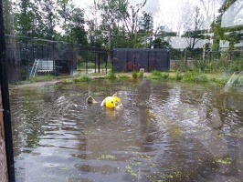 20180711 Aquazoo ijsbeer