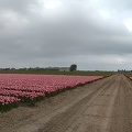 20190429 Anna Paulowna Breezand Tulpen