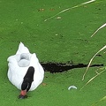 20190829 AquaZoo Zwaan met jong
