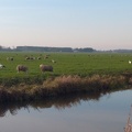 20191117 Koarnjumer Feart Ooievaar